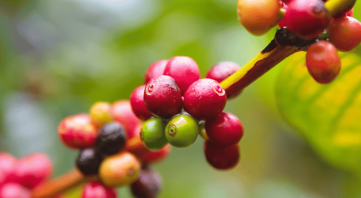 Coffee cherries