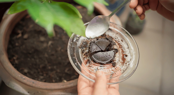 Coffee ground as fertilizer